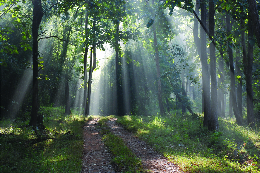 Brahmagiri Wildlife Sanctuary