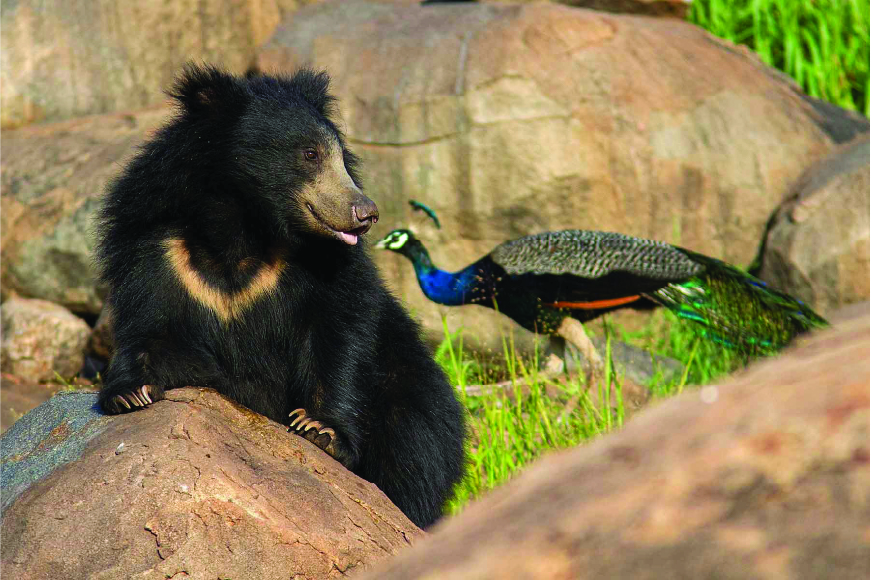 Daroji Sloth Bear Sanctuary