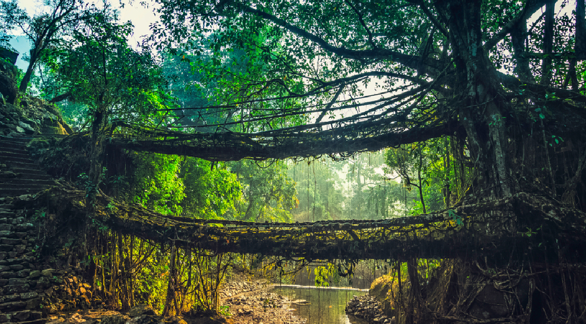 Living Root Bridges in Meghalaya