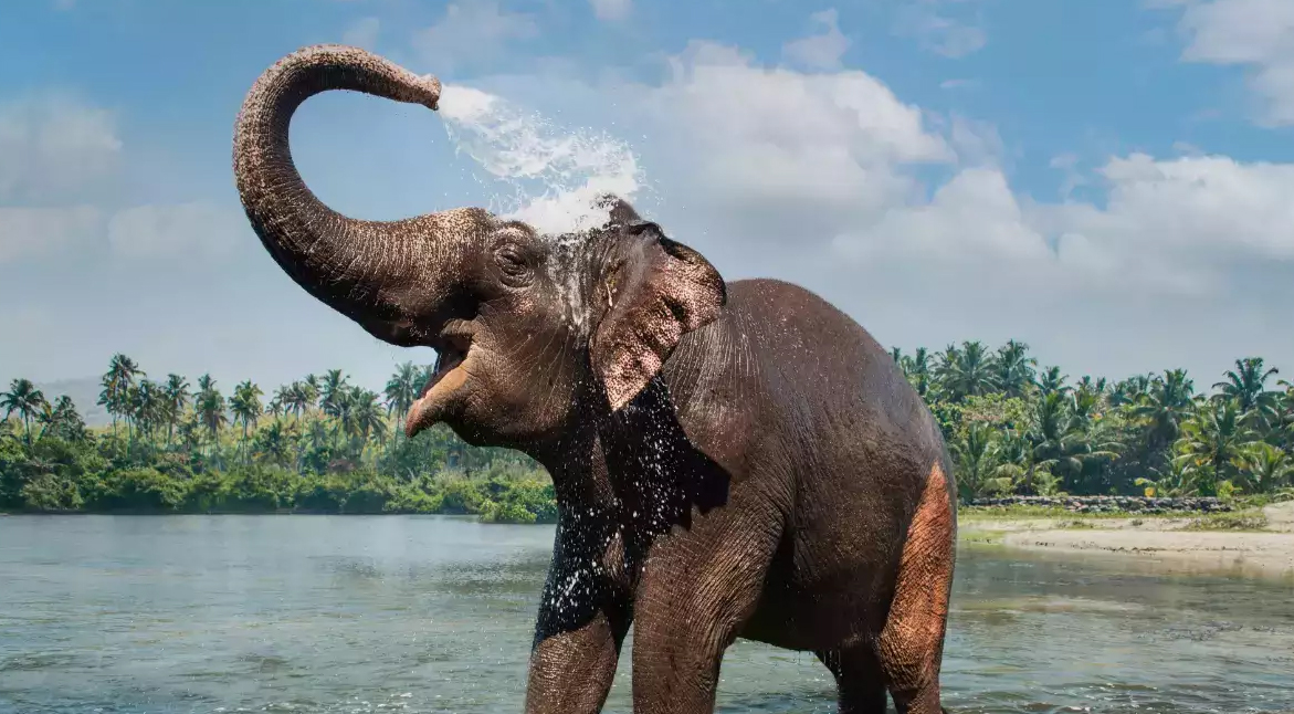 Periyar National Park