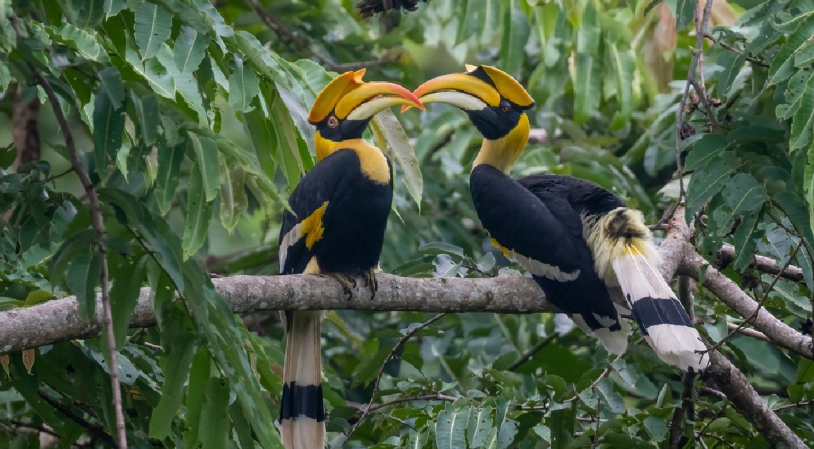 Pakshipathalam Bird Sanctuary