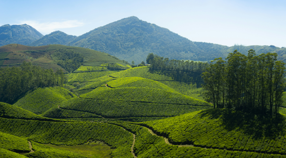 Munnar Hills Trek, Kerala
