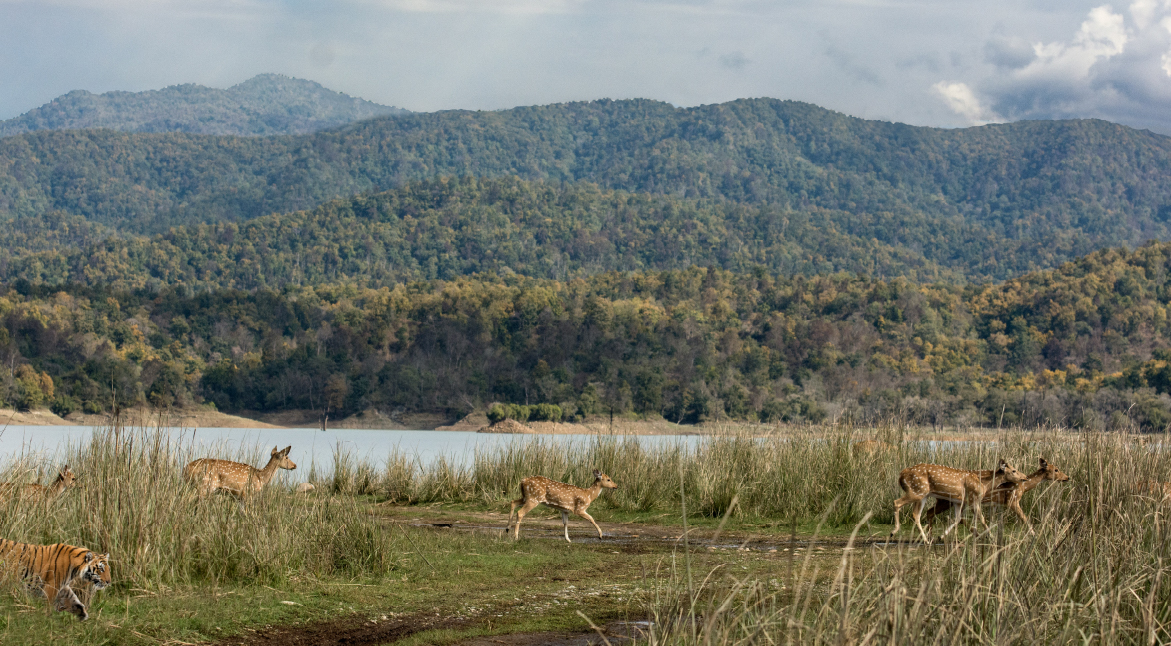 Day-4-A-Wildlife-Rendezvous-at-Jim-Corbett-National-Park